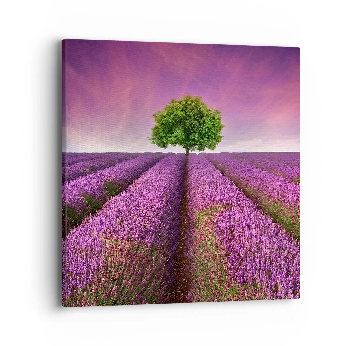 Canvas picture - In the Fields of Lavender - 40x40 cm