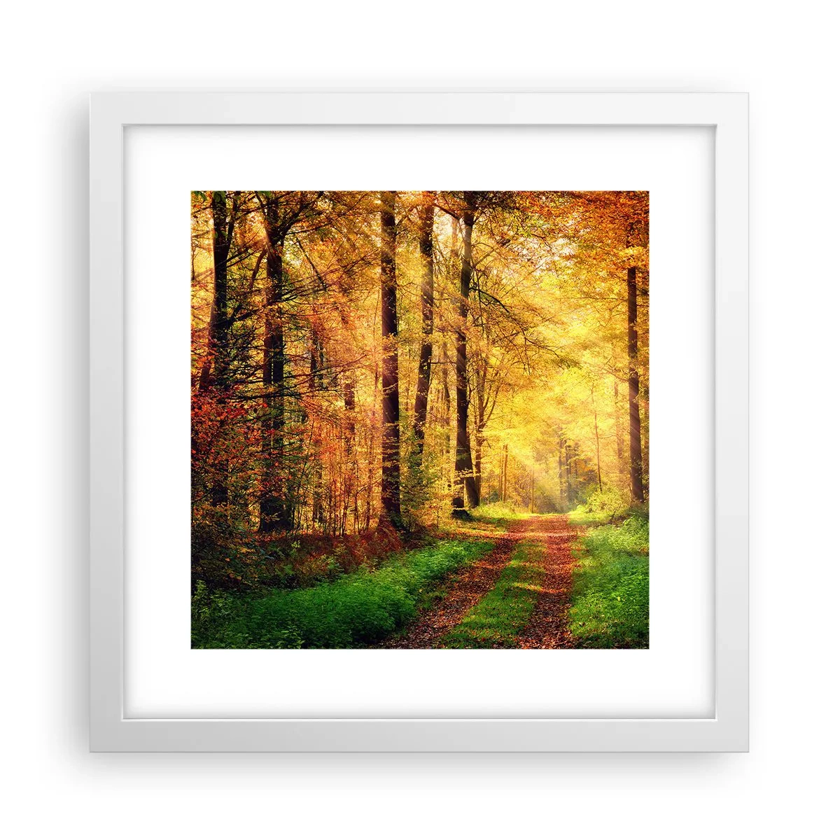 Poster in white frmae - Forest Golden silence - 30x30 cm