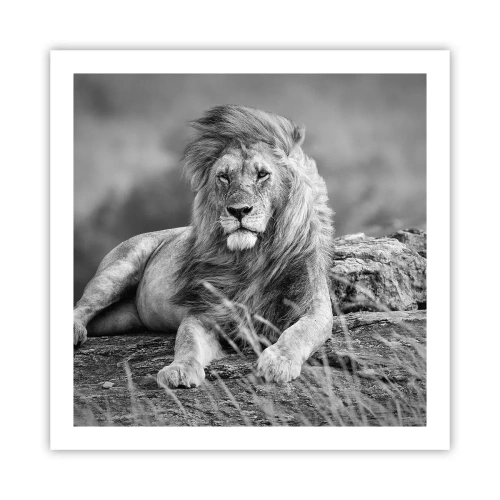 Poster - Royal Siesta - 60x60 cm