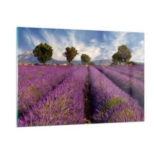 Glass picture - Lavender Fields - 120x80 cm