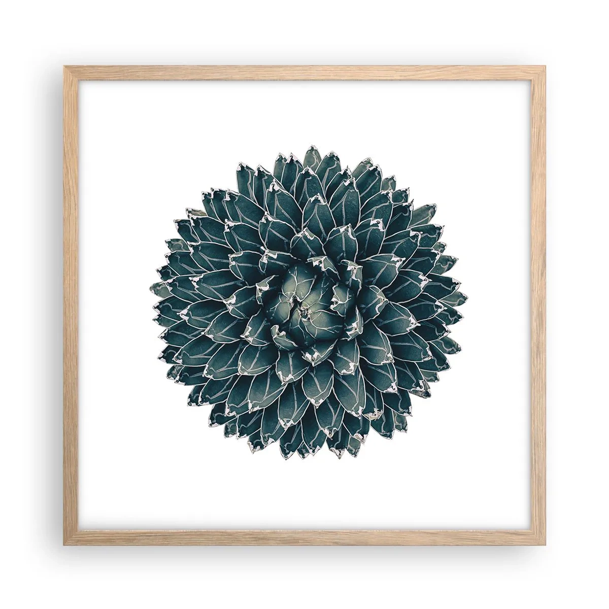 Poster in light oak frame - Star of the Desert - 50x50 cm
