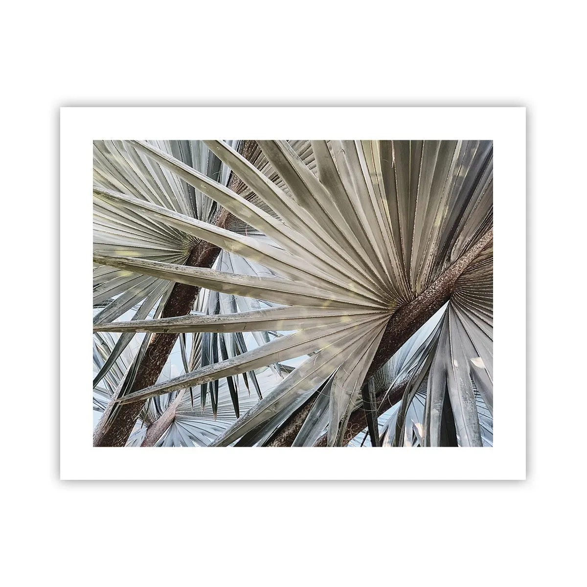 Poster - Fans in tropics - 50x40 cm