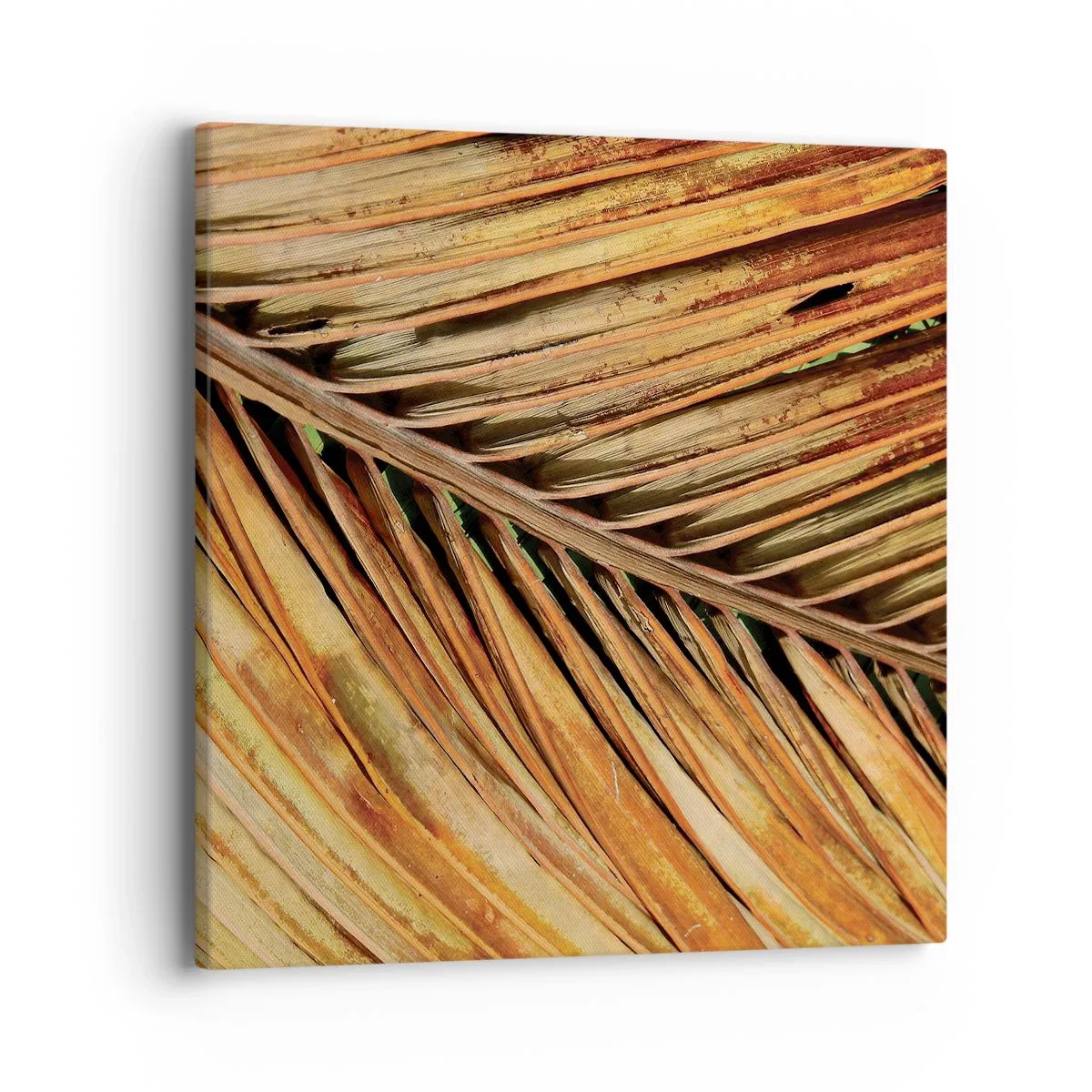 Canvas picture - Coconut Gold - 40x40 cm