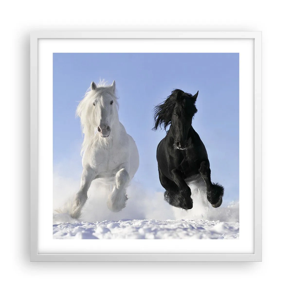 Poster in white frmae - Black and White Gallop - 50x50 cm