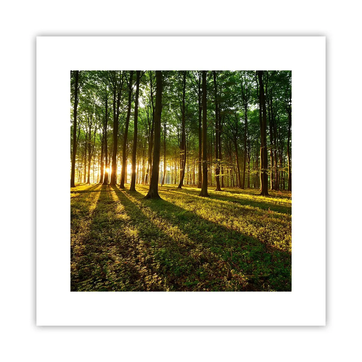 Poster - Photography of All Springs - 30x30 cm