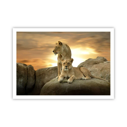 Poster - Royal Majesty - 100x70 cm