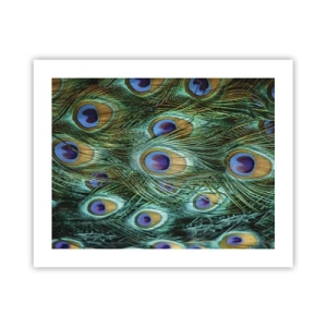 Poster - Peacock Eyes - 50x40 cm