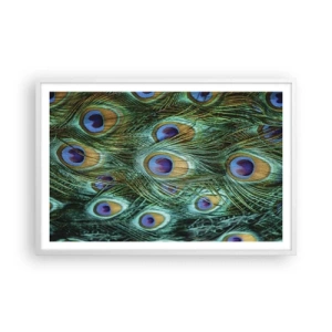 Poster in white frmae - Peacock Eyes - 91x61 cm