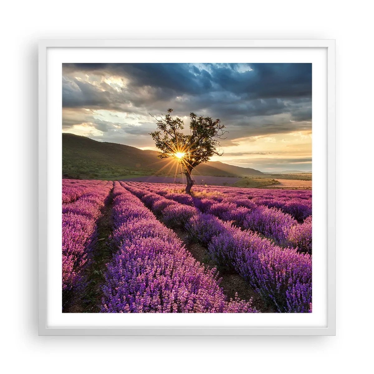 Poster in white frmae - Lilac Coloured Aroma - 60x60 cm