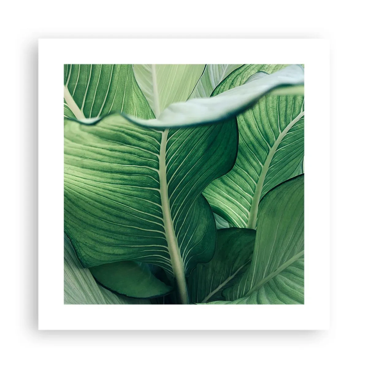 Poster - Life in Intense Green Colour - 40x40 cm