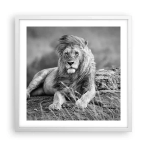 Poster in white frmae - Royal Siesta - 50x50 cm