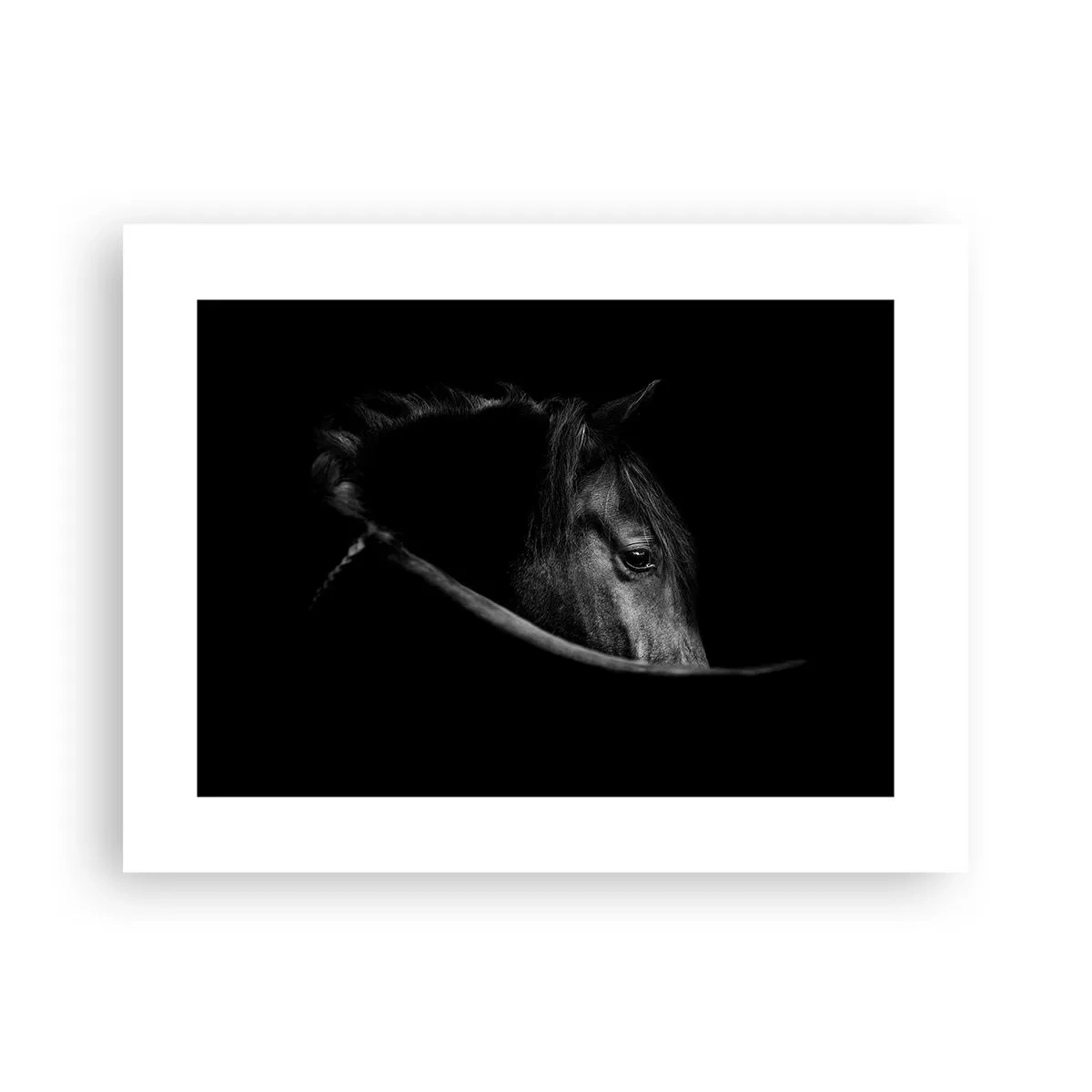 Poster - Black Prince - 40x30 cm