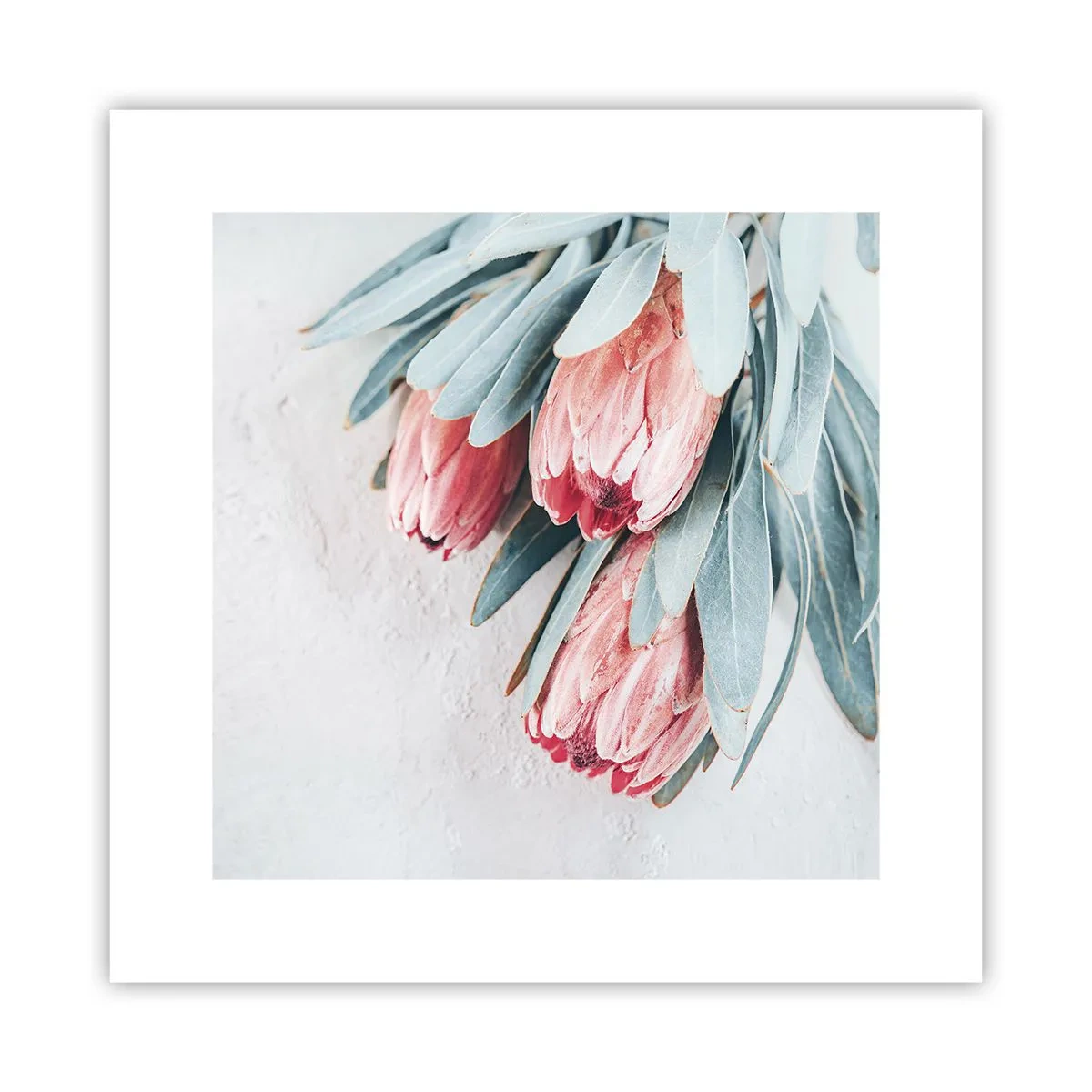 Poster - Ashamed of Their Own Beauty - 30x30 cm