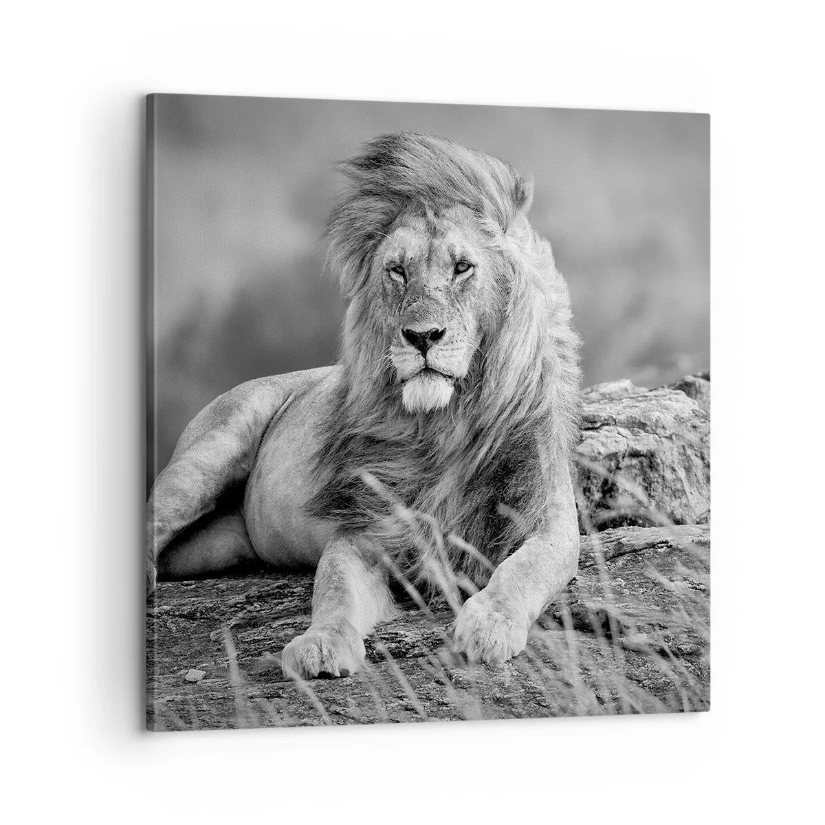 Canvas picture - Royal Siesta - 60x60 cm