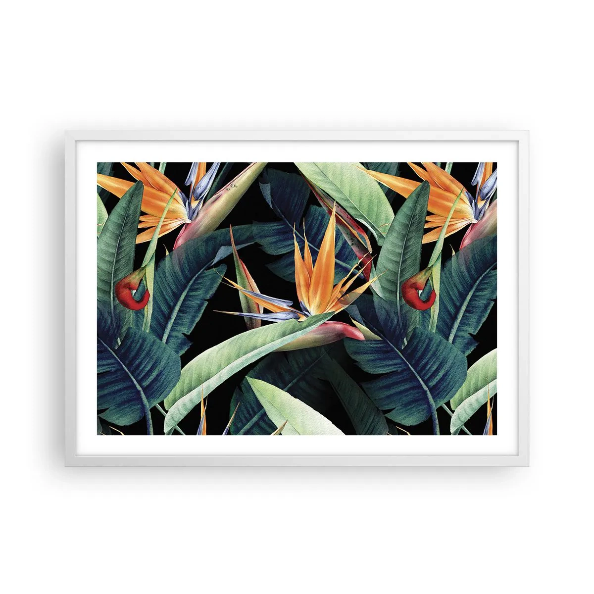 Poster in white frmae - Flaming Flowers of the Tropics - 70x50 cm