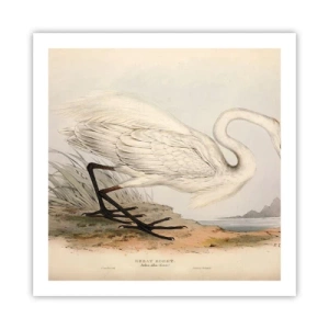 Poster - Lady on the Marsh - 60x60 cm