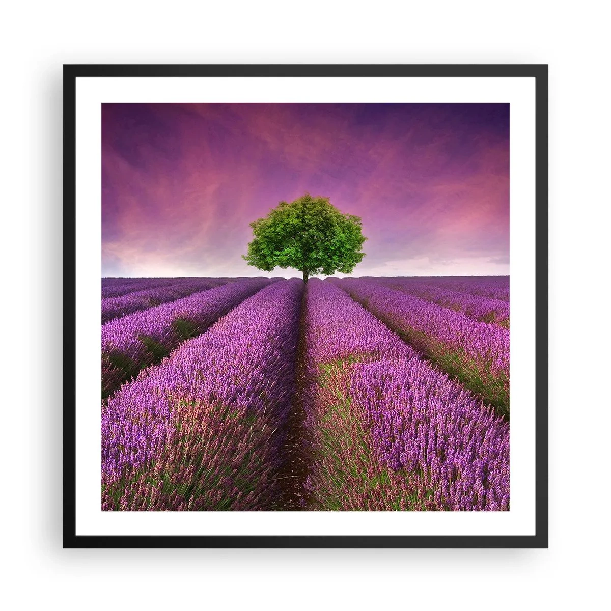 Poster in black frame - In the Fields of Lavender - 60x60 cm
