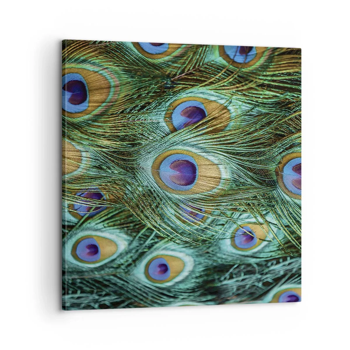 Canvas picture - Peacock Eyes - 60x60 cm