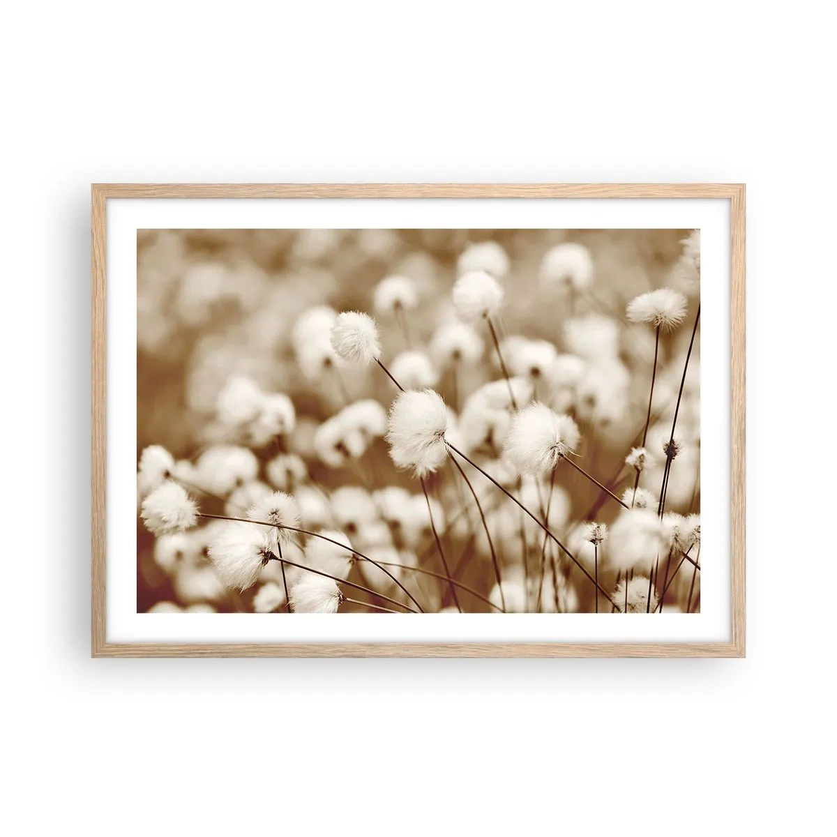 Poster in light oak frame - Fluffy field - 70x50 cm