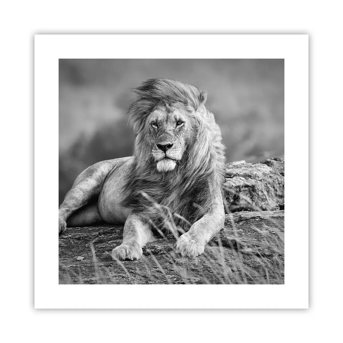 Poster - Royal Siesta - 40x40 cm