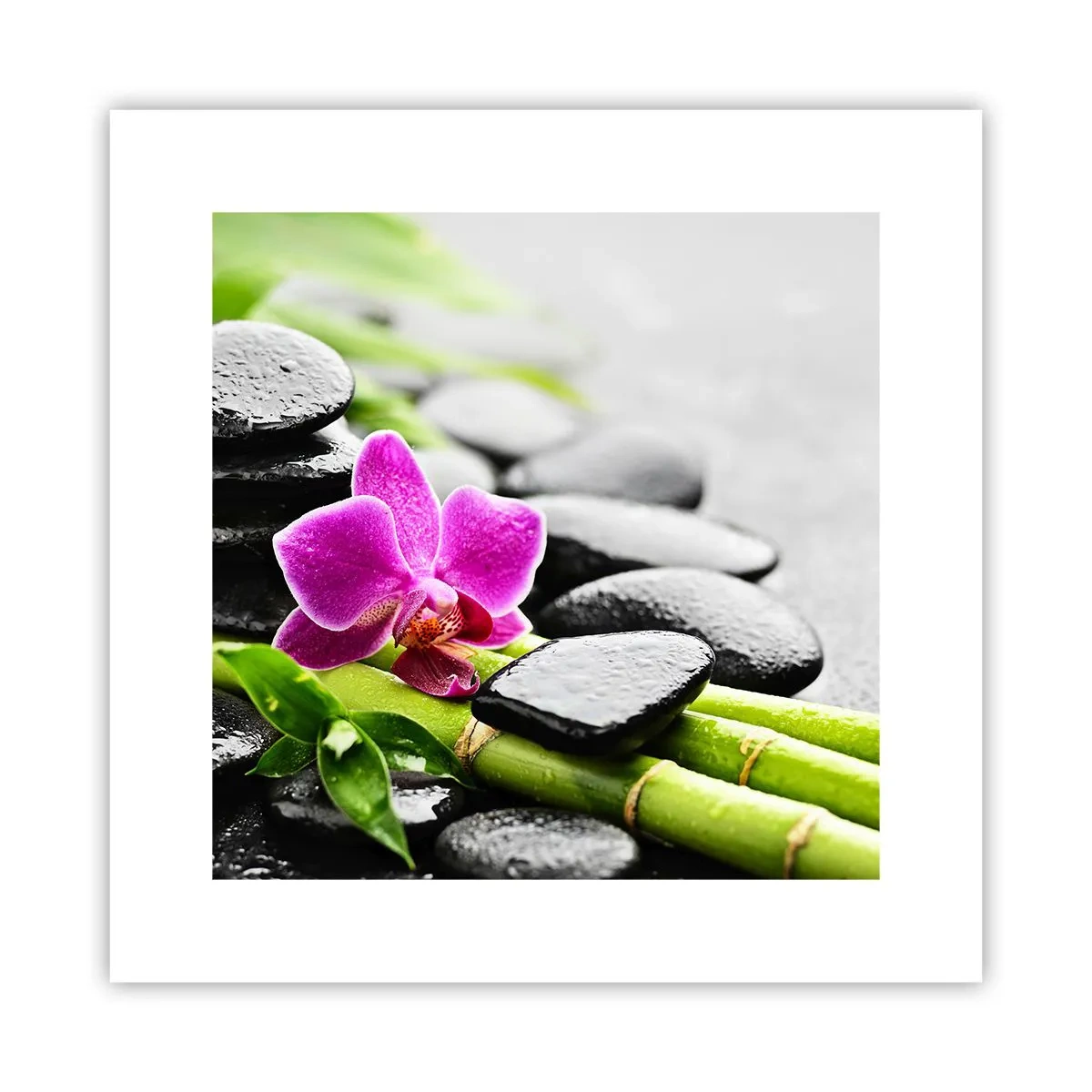 Poster - In a Peaceful Balance - 30x30 cm