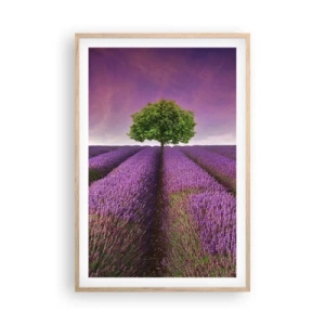 Poster in light oak frame - In the Fields of Lavender - 61x91 cm