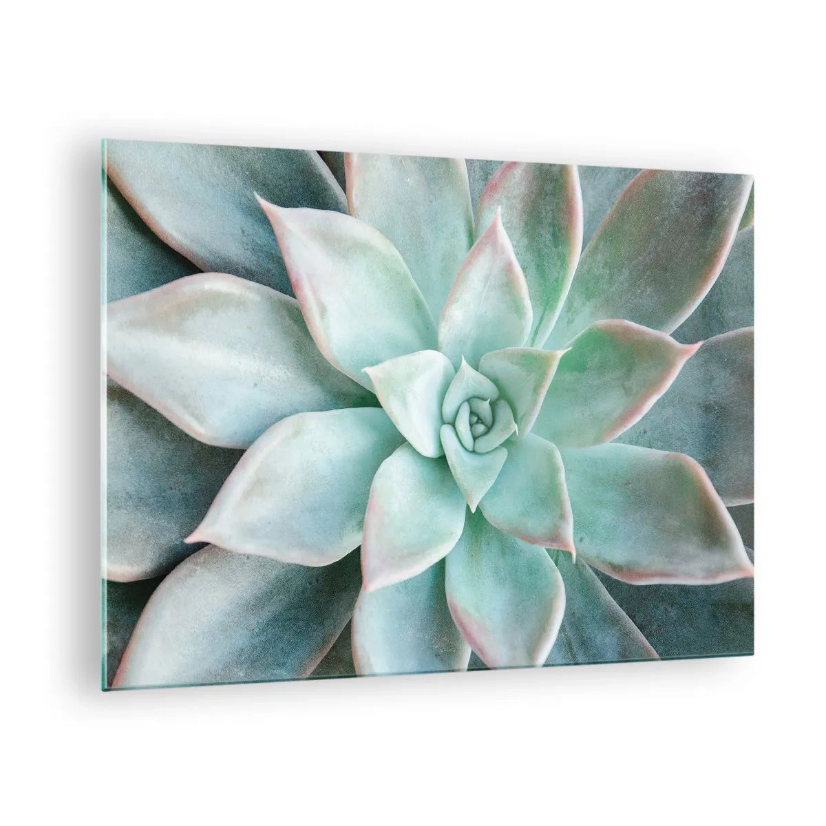 Glass picture - Dry succulent leaves with a delicate, gray-green shade - 70x50cm - Heart of a Desert - Modern wall decoration for the living room and bedroom ARTTOR
