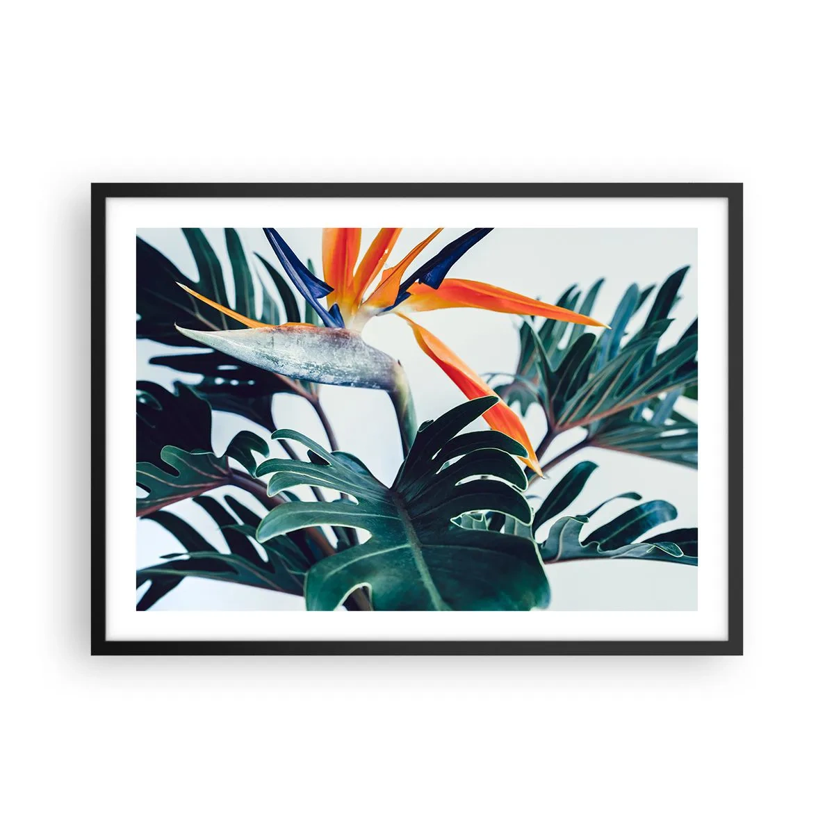 Poster in black frame - Birdy Bush - 70x50 cm