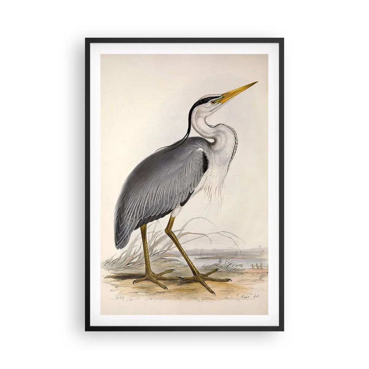 Poster in black frame - Charm of a Heron - 61x91 cm