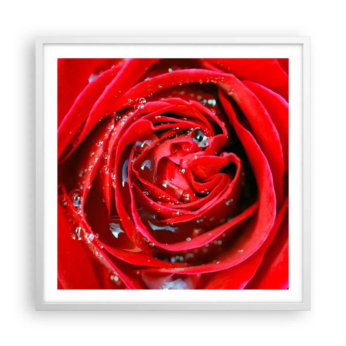 Poster in white frmae - In Dew Drops - 60x60 cm