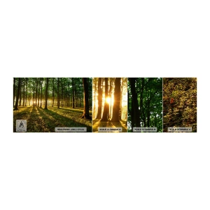 Photo Wallpaper Sample Standard Eco - Photography of All Springs - Landscape, Forest, Nature - 100x30 cm