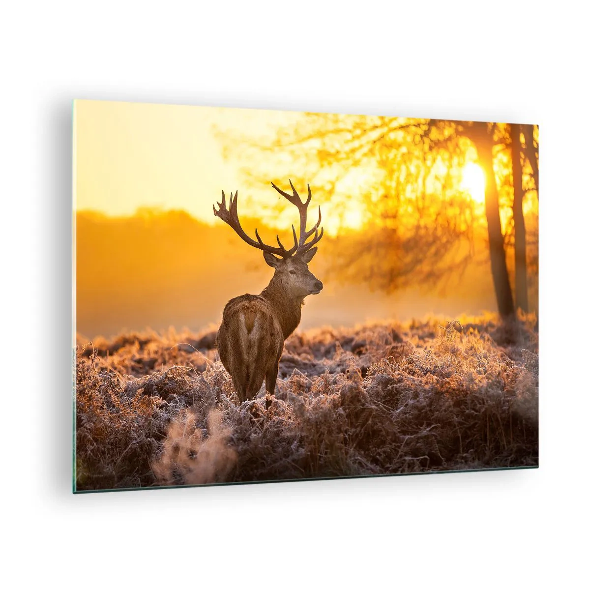 Glass picture - Deer in the rays of the rising sun - 70x50cm - King of Autumnal Forest - Modern wall decoration for the living room and bedroom ARTTOR
