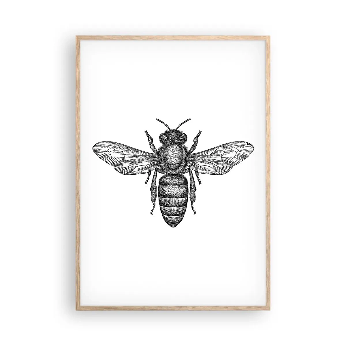 Poster in light oak frame - Insect Portrait - 70x100 cm
