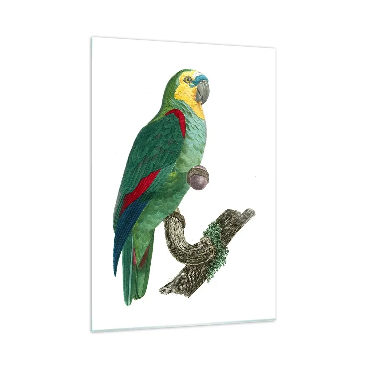 Glass picture - Parrot Portrait - 50x70 cm