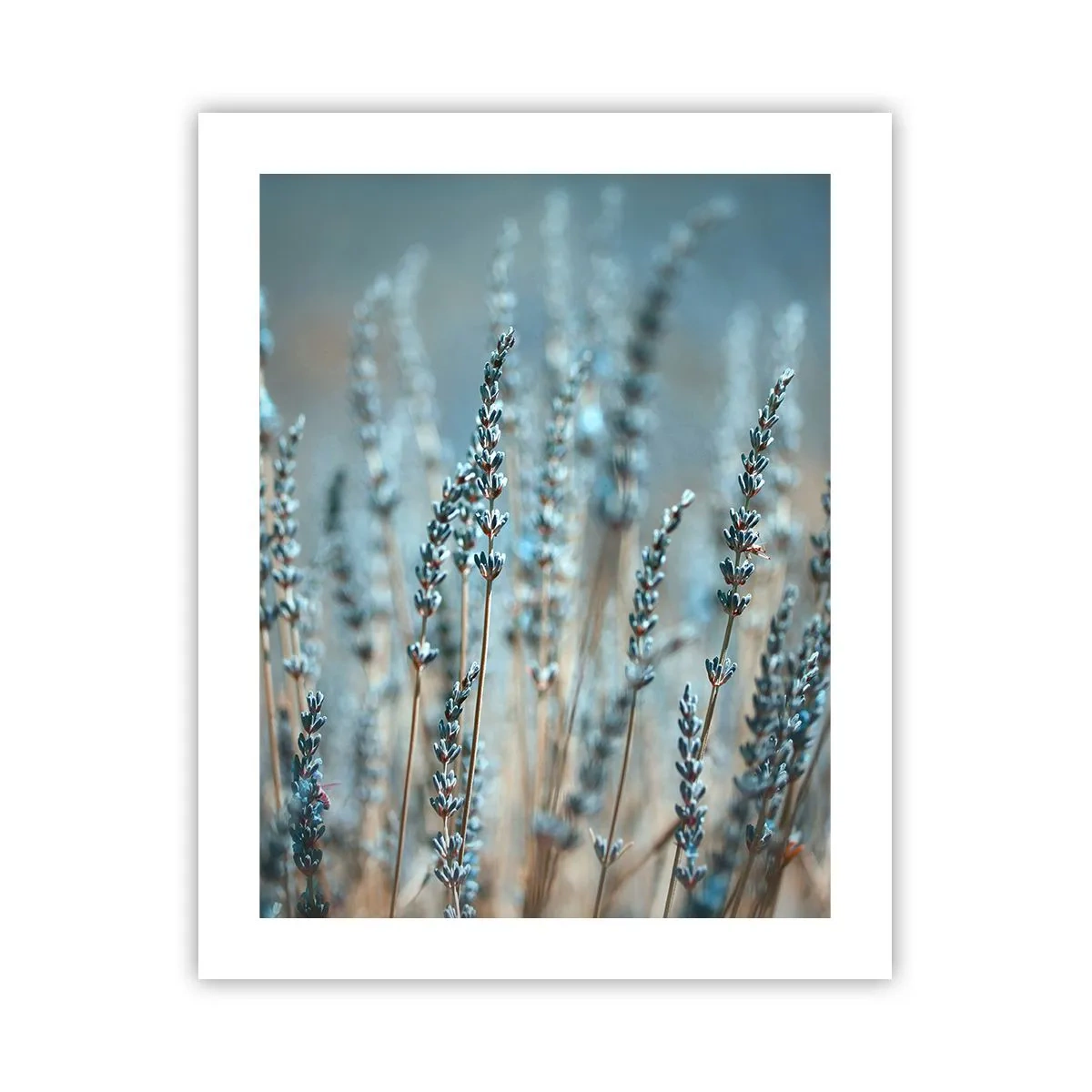 Poster - Fragrant Grass - 40x50 cm
