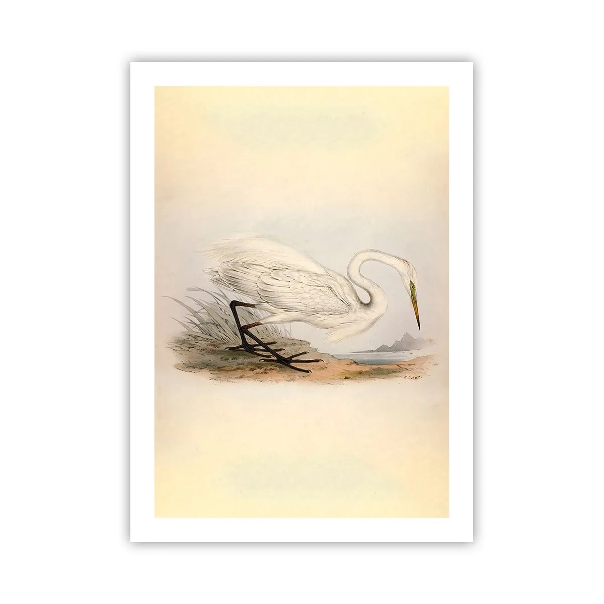 Poster - Lady on the Marsh - 50x70 cm