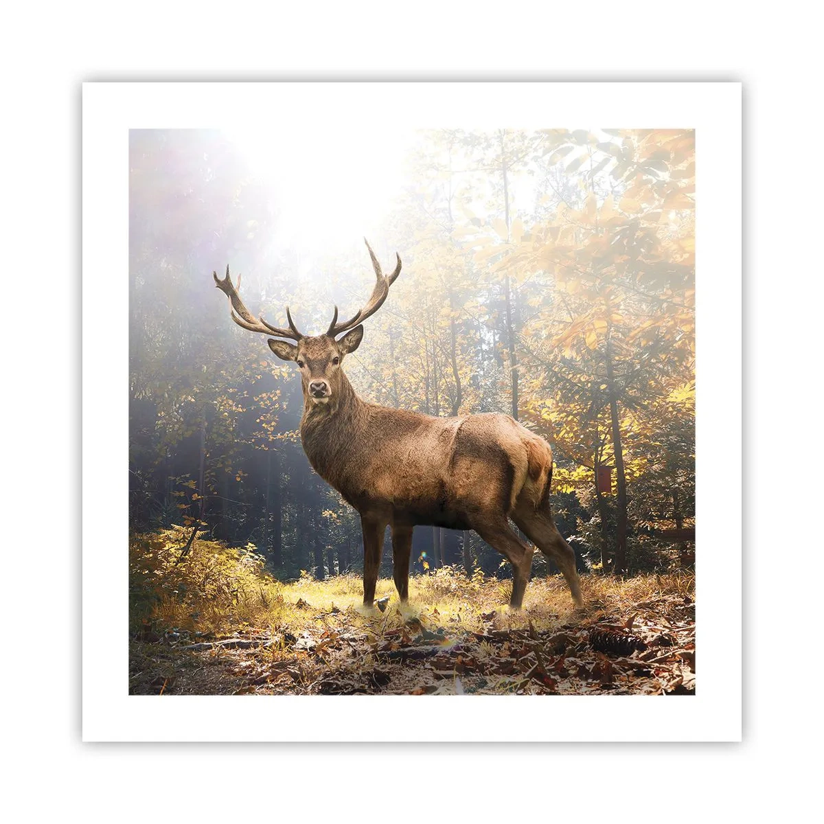 Poster - In Full Majesty - 50x50 cm