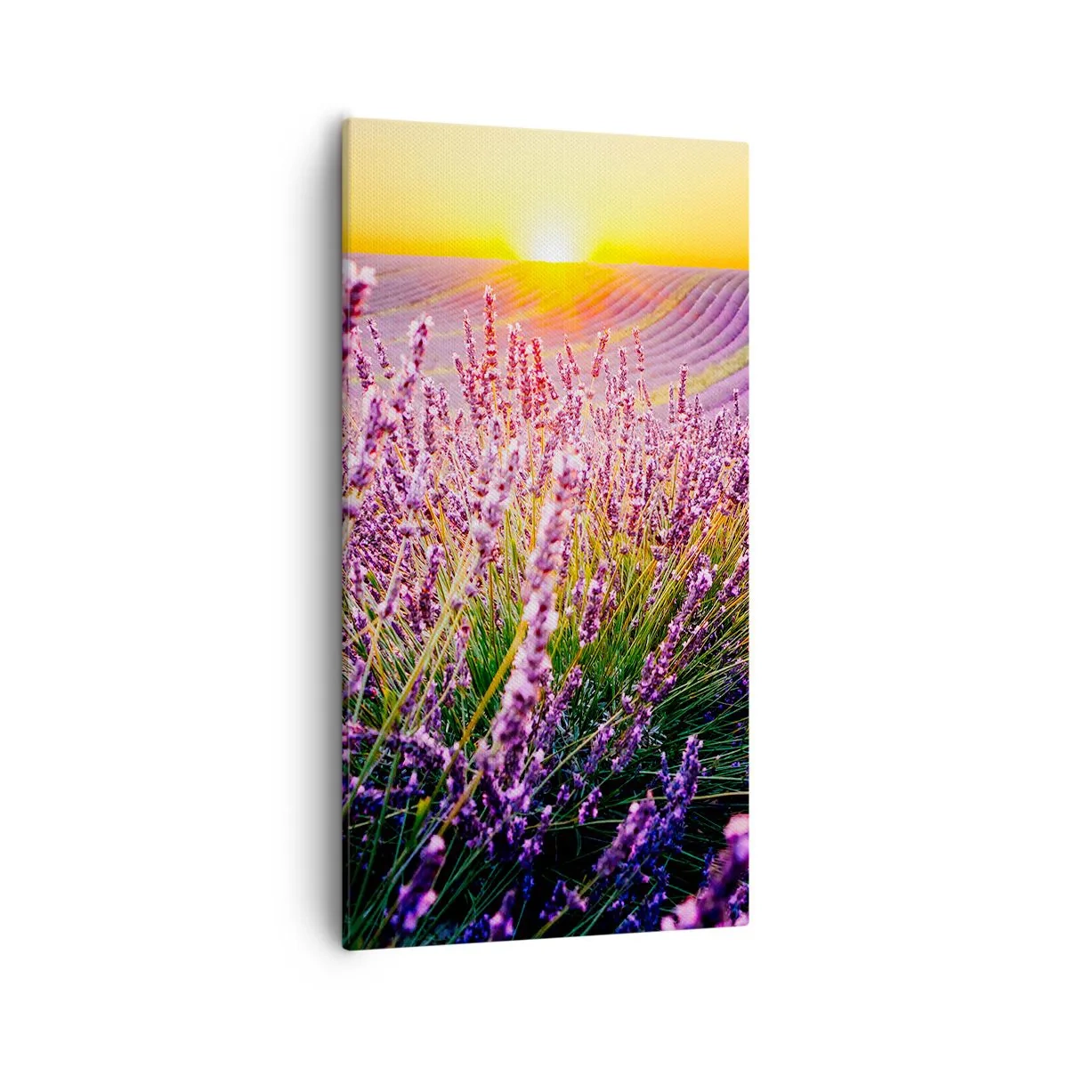 Canvas picture - Fragrant Field - 55x100 cm