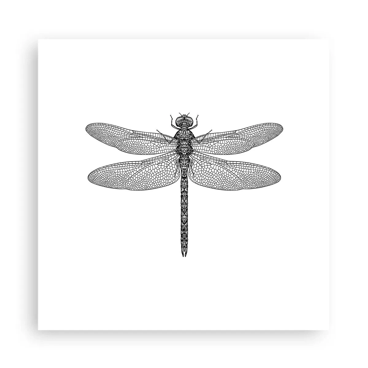 Poster - Precision of Nature - 30x30 cm