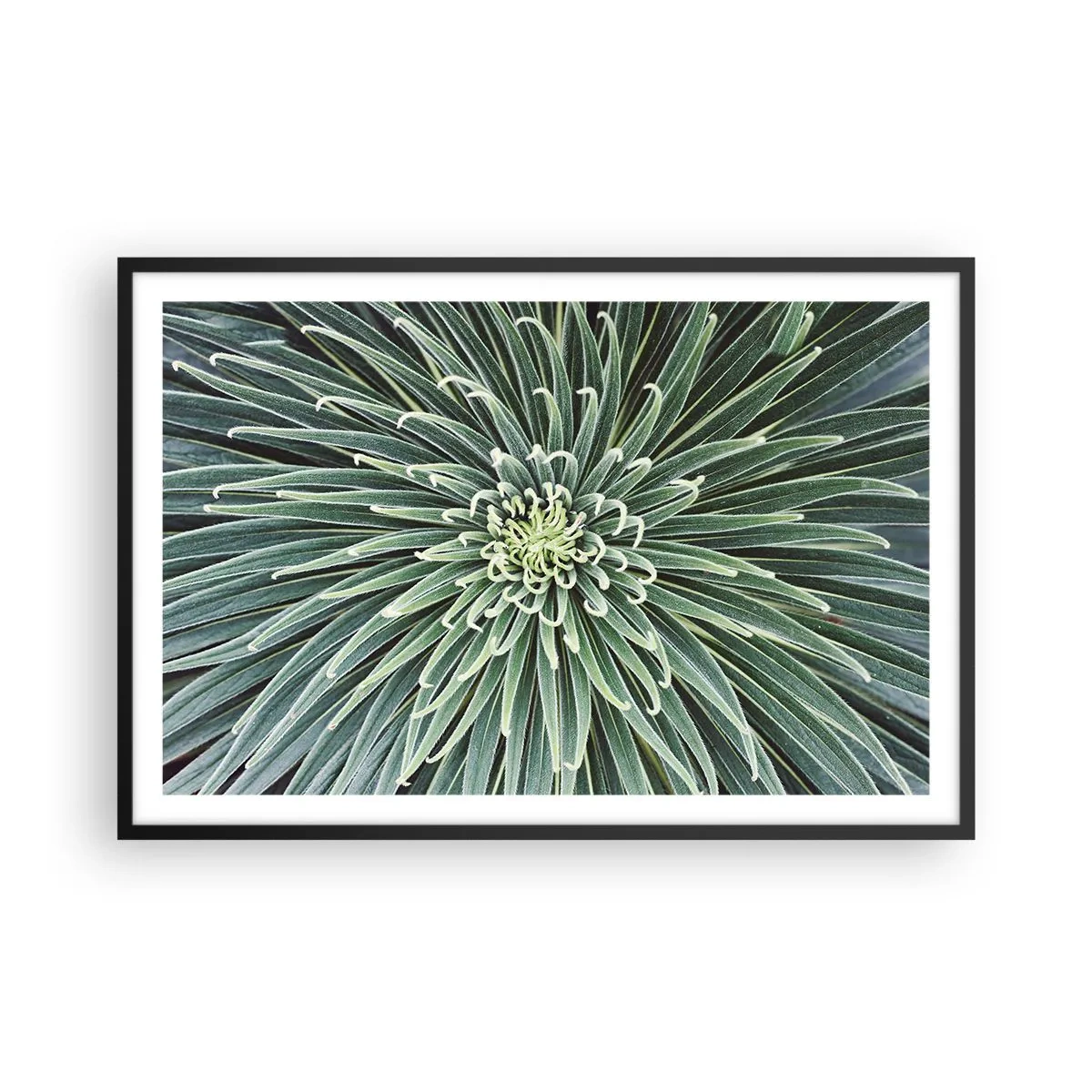 Poster in black frame - Birth of a Star - 91x61 cm