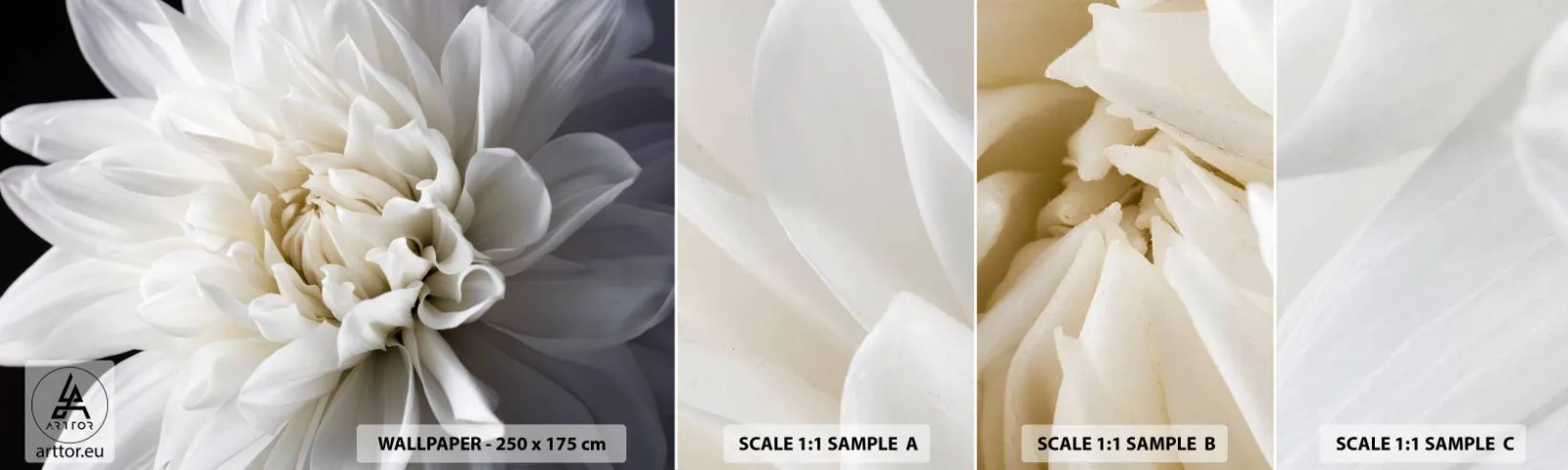 Photo Wallpaper Sample Standard Eco - Bride's Morning - Flower, Dahlia, Nature - 100x30 cm