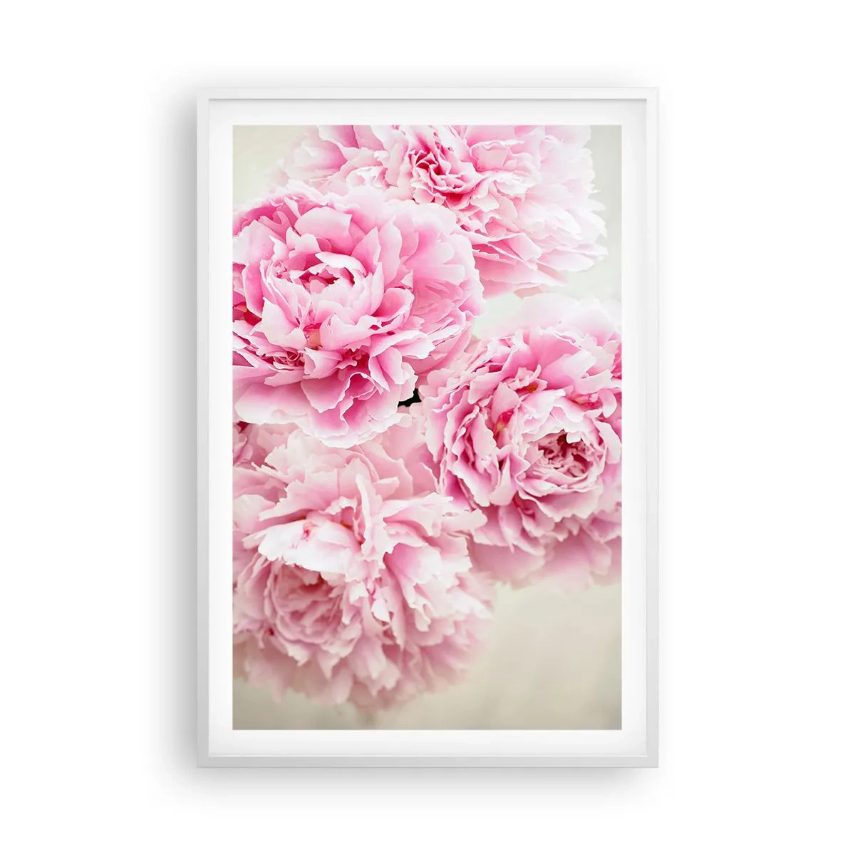 Poster in white frmae - In Pink Splendour - 61x91 cm