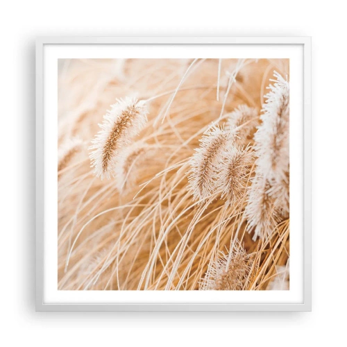 Poster in white frmae - Golden Rustling of Grass - 60x60 cm