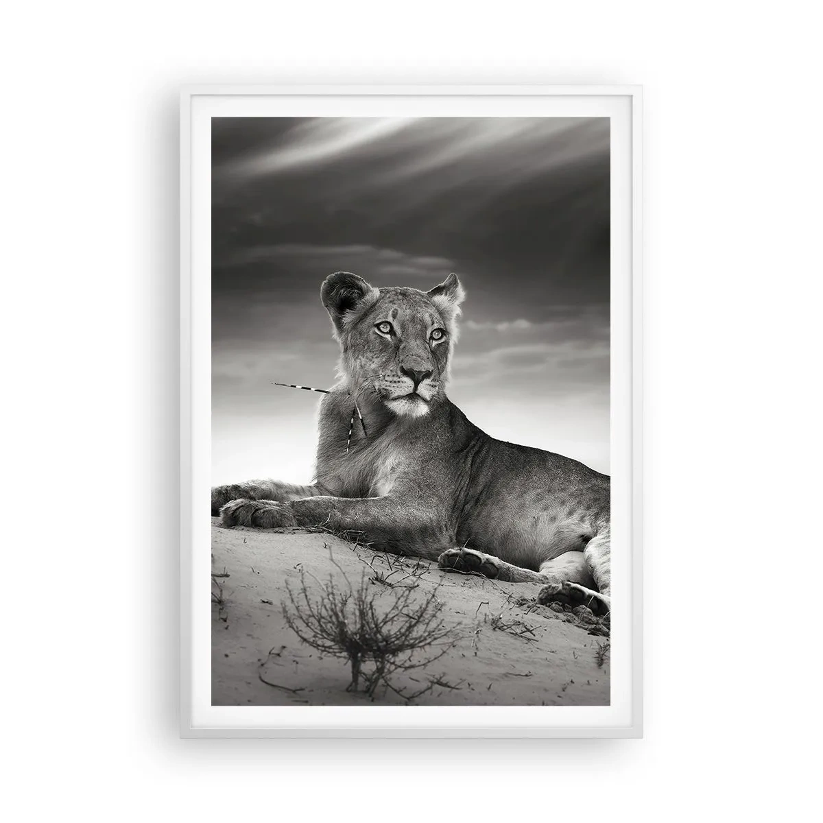 Poster in white frmae - Queen of Desert Is Resting - 70x100 cm