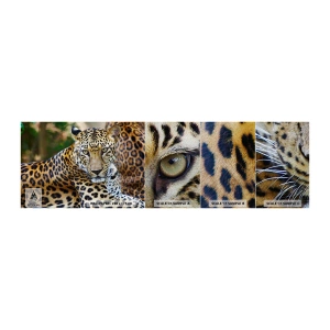 Photo Wallpaper Sample Premium Sand - Wild and Calm - Animals, leopard, Africa - 100x30 cm