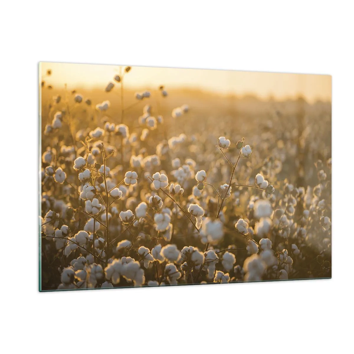 Glass picture - Fluffy Field - 120x80 cm