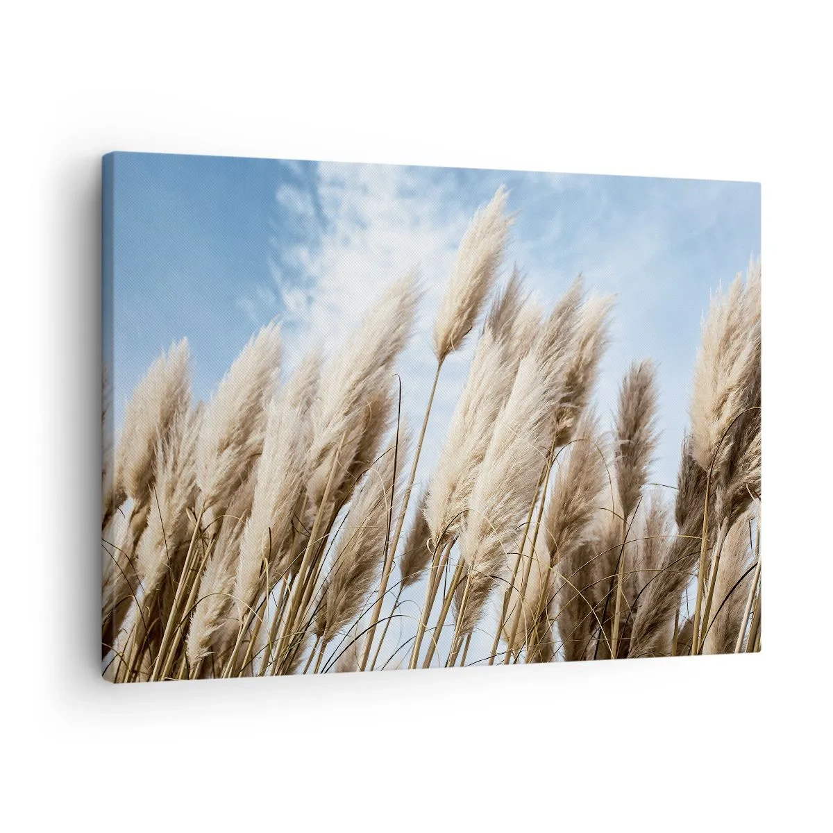 Canvas picture - Delicate pampas grasses against a blue sky with light clouds - 70x50cm - Caress of Sun and Wind - Modern wall decoration for the living room and bedroom ARTTOR