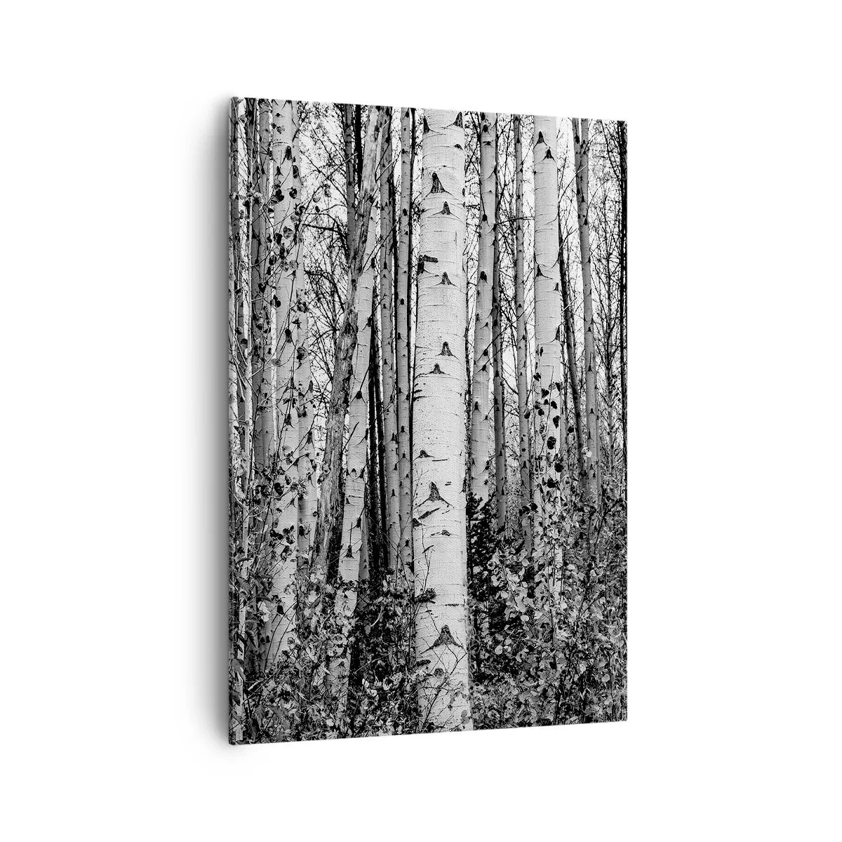 Canvas picture - Birch Colonnade - 70x100 cm