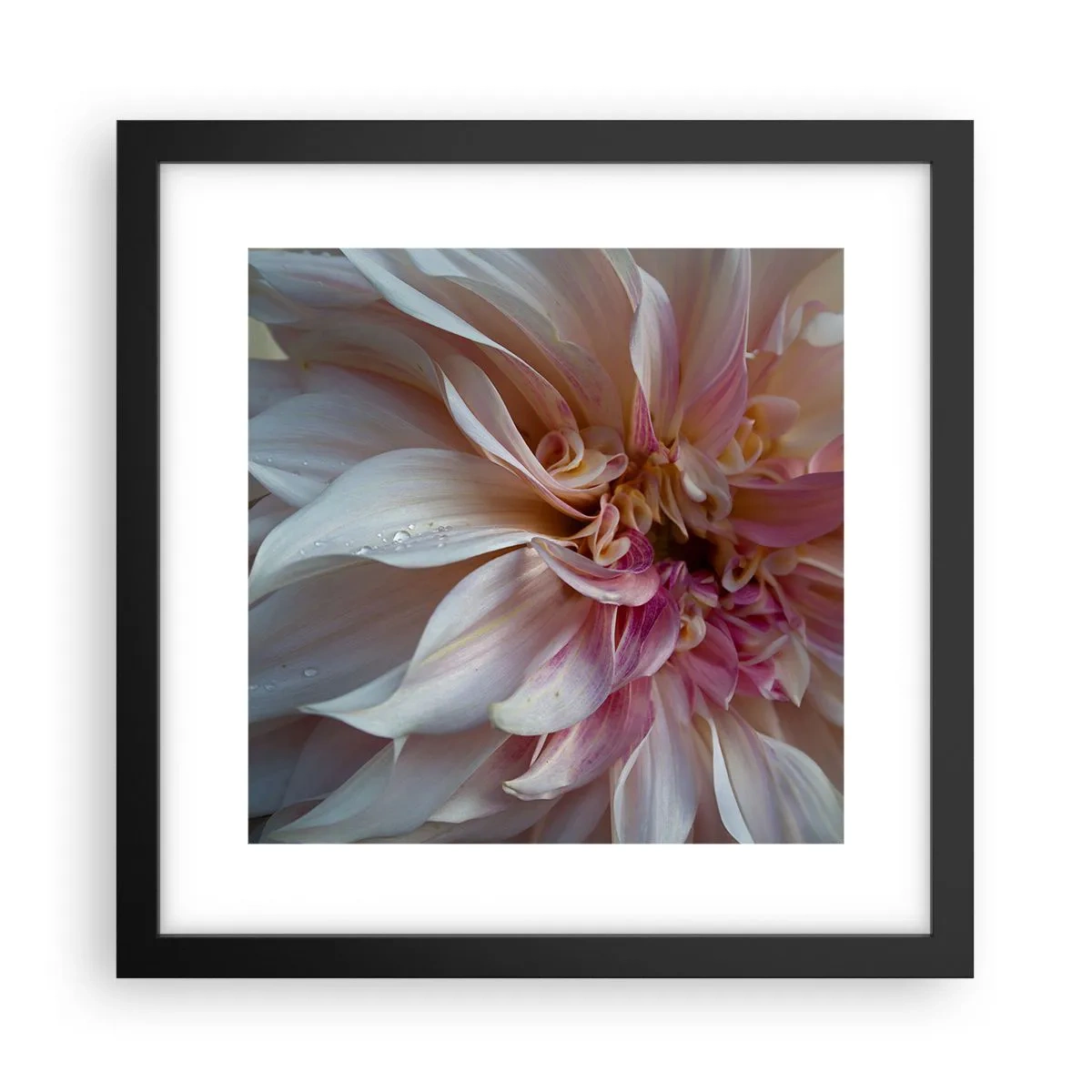 Poster in black frame - Blooming Freshness - 30x30 cm