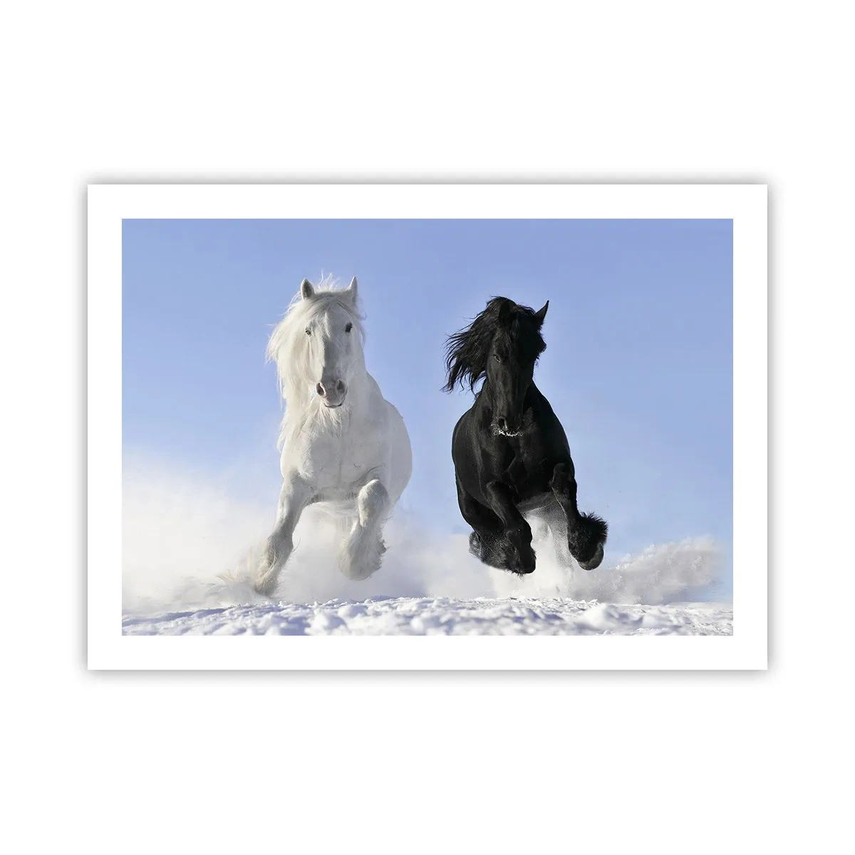 Poster - Black and White Gallop - 70x50 cm